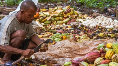 Cocoa growers face production shortage as EU anti-deforestation rules loom